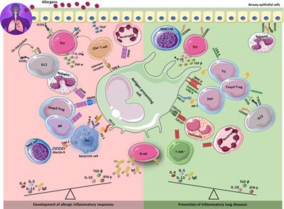 Immune checkpoint molecules in prevention and development of asthma